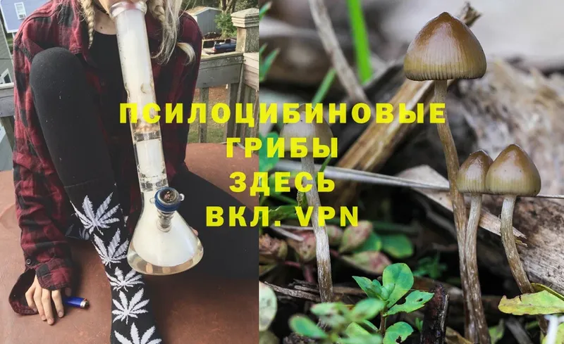 Галлюциногенные грибы Magic Shrooms  магазин продажи   Билибино 